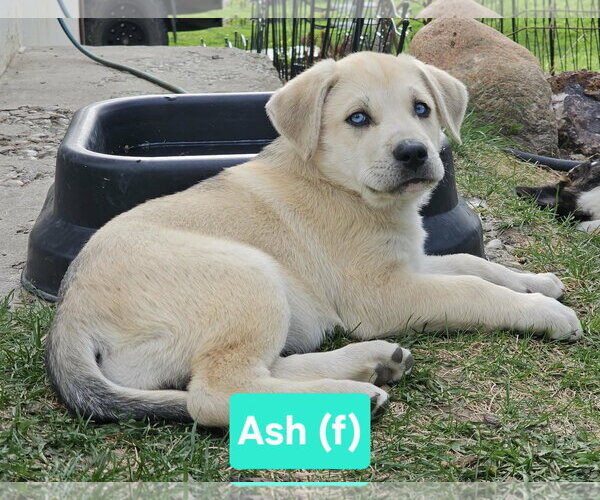 Medium Photo #3 Mutt Puppy For Sale in Chinook, MT, USA