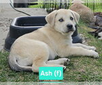 Small #2 Mutt