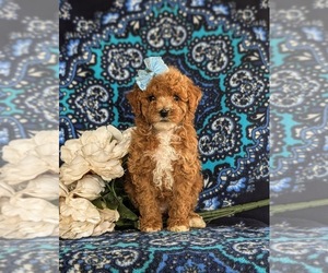 Poodle (Miniature) Puppy for sale in QUARRYVILLE, PA, USA