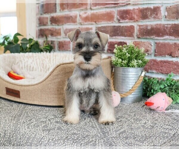 Medium Photo #9 Schnauzer (Miniature) Puppy For Sale in SYRACUSE, IN, USA