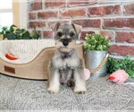 Small #8 Schnauzer (Miniature)