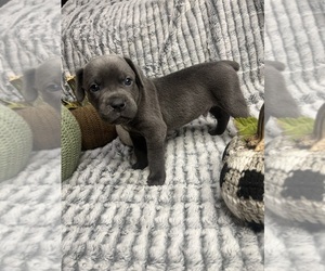 Medium Cane Corso