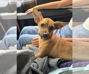 Chihuahua-Unknown Mix Dogs for adoption in New York, NY, USA