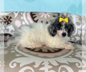 Poodle (Toy) Puppy for sale in RIPLEY, MS, USA