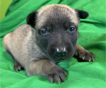Puppy Nova Belgian Malinois