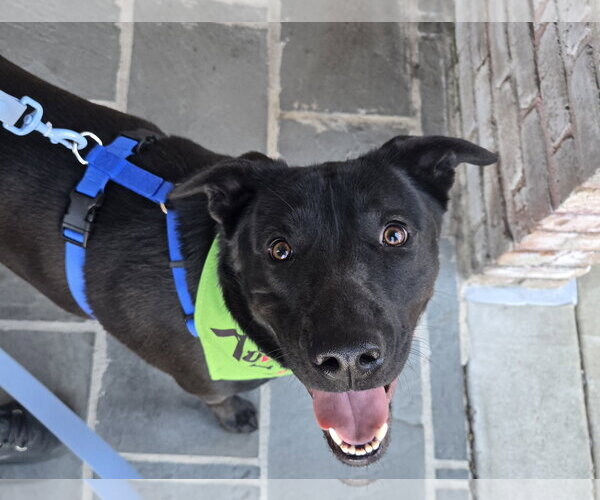 Medium Photo #2 Mutt Puppy For Sale in Jackson, MS, USA