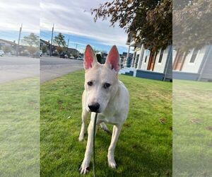 Boxer-Unknown Mix Dogs for adoption in Tacoma, WA, USA