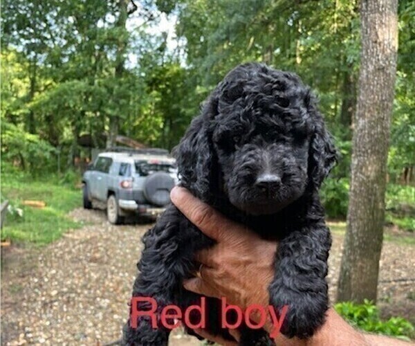 Medium Photo #3 Labradoodle Puppy For Sale in BROKEN BOW, OK, USA