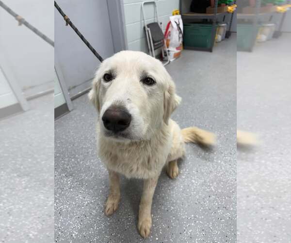 Medium Photo #10 Great Pyrenees-Unknown Mix Puppy For Sale in Croydon, NH, USA