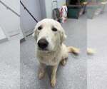 Small #9 Great Pyrenees Mix