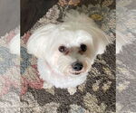 Small #5 Maltese
