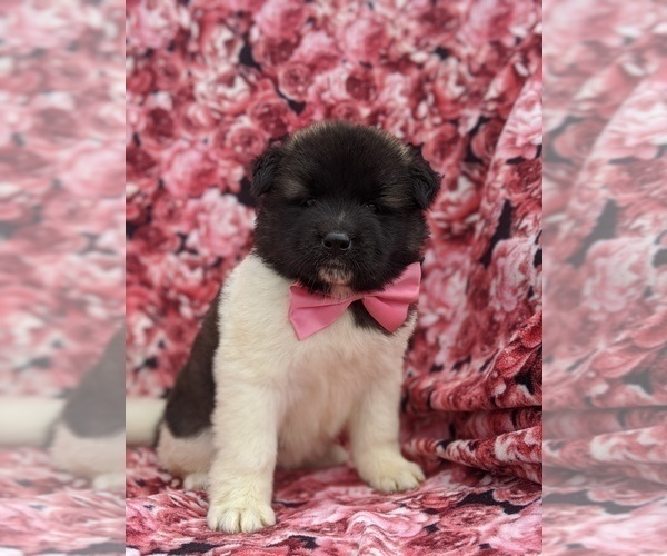 Medium Photo #5 Akita Puppy For Sale in PARADISE, PA, USA