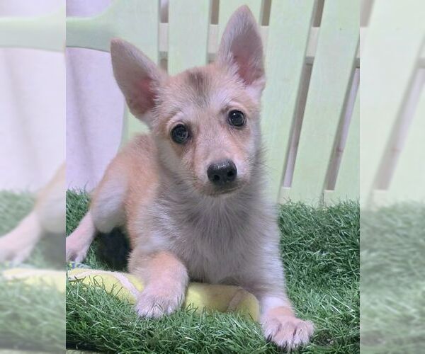 Medium Photo #8 Chiranian Puppy For Sale in Chino Hills, CA, USA