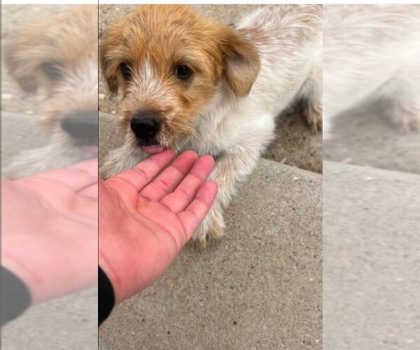 Medium Photo #1 Mutt Puppy For Sale in Grafton, WI, USA