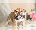 Small Photo #7 English Bulldog Puppy For Sale in WARSAW, IN, USA