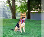 Small #1 German Shepherd Dog Mix