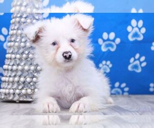 Aussie-Poo Puppy for sale in MARIETTA, GA, USA