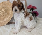 Small #5 Poodle (Miniature)
