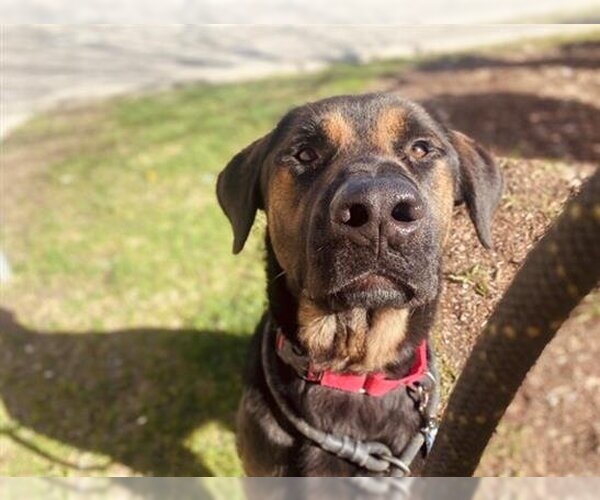 Medium Photo #3 Rottweiler-Unknown Mix Puppy For Sale in Vaughan, Ontario, Canada