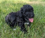 Small #8 Poodle (Toy)