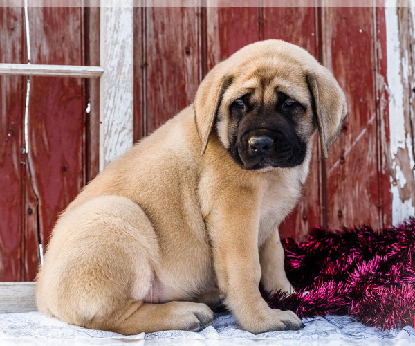 Medium Photo #10 Mastiff Puppy For Sale in WAKARUSA, IN, USA