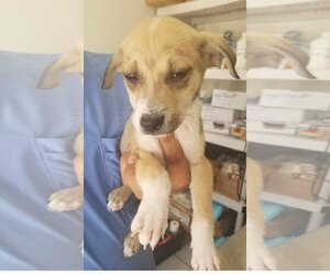 Dover - Male Retriever -Unknown Mix Dog for Adoption - Photo #3
