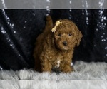 Puppy Tide F1BB Goldendoodle (Miniature)