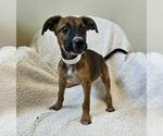 Small #5 Black Mouth Cur Mix