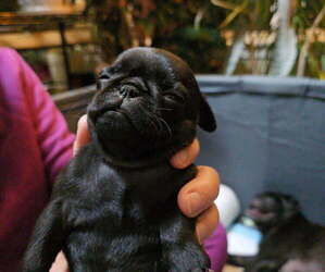 Pug Puppy for Sale in WAUKEE, Iowa USA