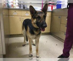 German Shepherd Dog Dogs for adoption in Riverside, CA, USA