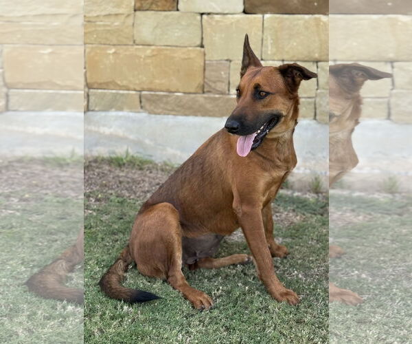 Medium Photo #4 Mutt Puppy For Sale in PIPE CREEK, TX, USA
