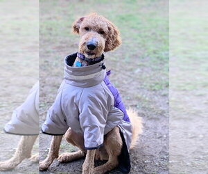 Bentley - Male Labradoodle Dog for Adoption - Photo #5