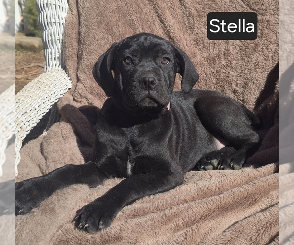Medium Photo #1 Cane Corso Puppy For Sale in MINERAL WELLS, WV, USA
