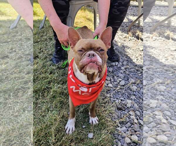 Medium Photo #3 Boston Terrier Puppy For Sale in Greenville, SC, USA
