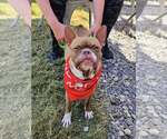 Small #2 Boston Terrier