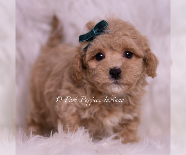 Medium Photo #110 Maltipoo (Miniature) Puppy For Sale in WARSAW, IN, USA