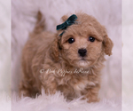 Small Photo #110 Maltipoo (Miniature) Puppy For Sale in WARSAW, IN, USA