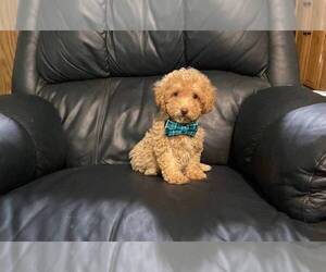 Poodle (Toy) Puppy for sale in CAMPBELLSVILLE, KY, USA