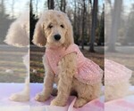 Small Photo #7 Goldendoodle Puppy For Sale in TIMBERLAKE, NC, USA