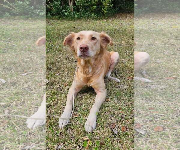 Medium Photo #3 Golden Retriever-Unknown Mix Puppy For Sale in Oviedo, FL, USA