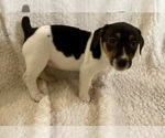 Small Photo #16 Jack Russell Terrier Puppy For Sale in FORT PIERCE, FL, USA