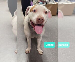 Chanel - Female American Staffordshire Terrier-Unknown Mix Dog for Adoption - Photo #3