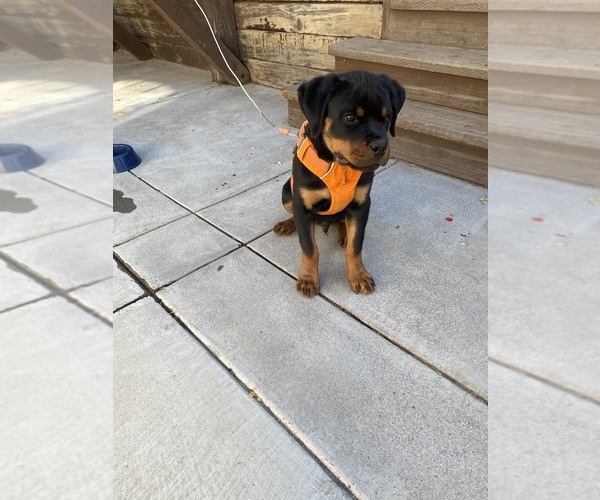 Medium Photo #1 Rottweiler Puppy For Sale in SAN JOSE, CA, USA