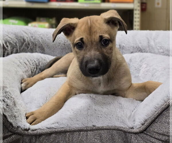Medium Photo #5 German Shepherd Dog-Unknown Mix Puppy For Sale in Lakewood, CO, USA