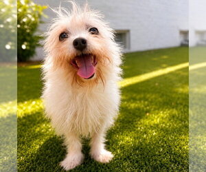 Fox Terrier (Toy)-Unknown Mix Dogs for adoption in Canton, CT, USA