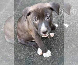 Boss ~ meet me! - Male Labrador Retriever Dog for Adoption - Photo #3