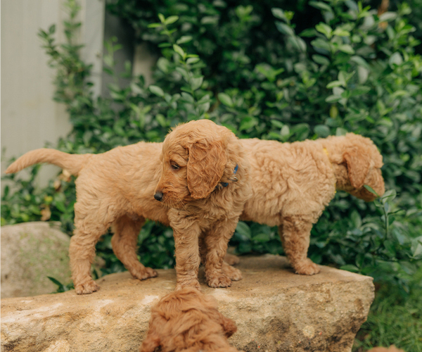 Medium Photo #22 Goldendoodle Puppy For Sale in PECK, KS, USA