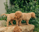 Small Photo #22 Goldendoodle Puppy For Sale in PECK, KS, USA