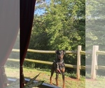 Small Photo #1 Doberman Pinscher Puppy For Sale in SIMPSONVILLE, SC, USA