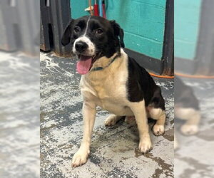 Goose *Help! I need a foster home by Oct 1!* - Male Labbe Dog for Adoption - Photo #2